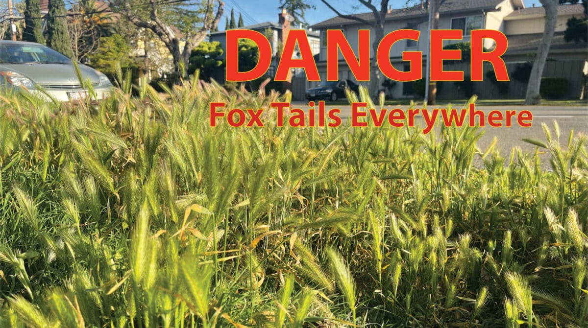 Alameda Post - green foxtails in someone's yard with the words "Danger Foxtails everywhere"