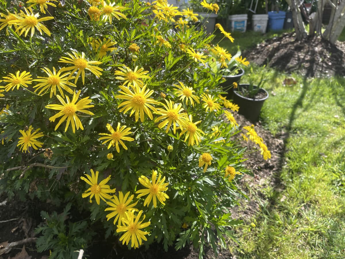 Alameda Post - yellow flowers
