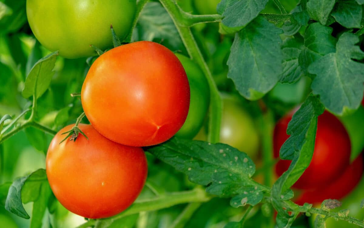 Alameda Post - tomatos on a vine