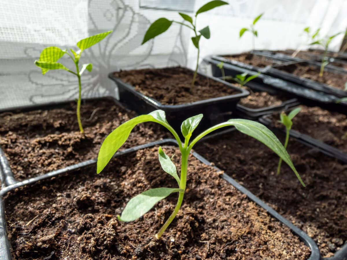 Alameda Post - small plant seedlings