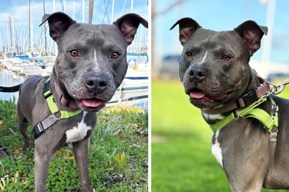 Alameda Post - Tupac the grey and white mixed breed dog