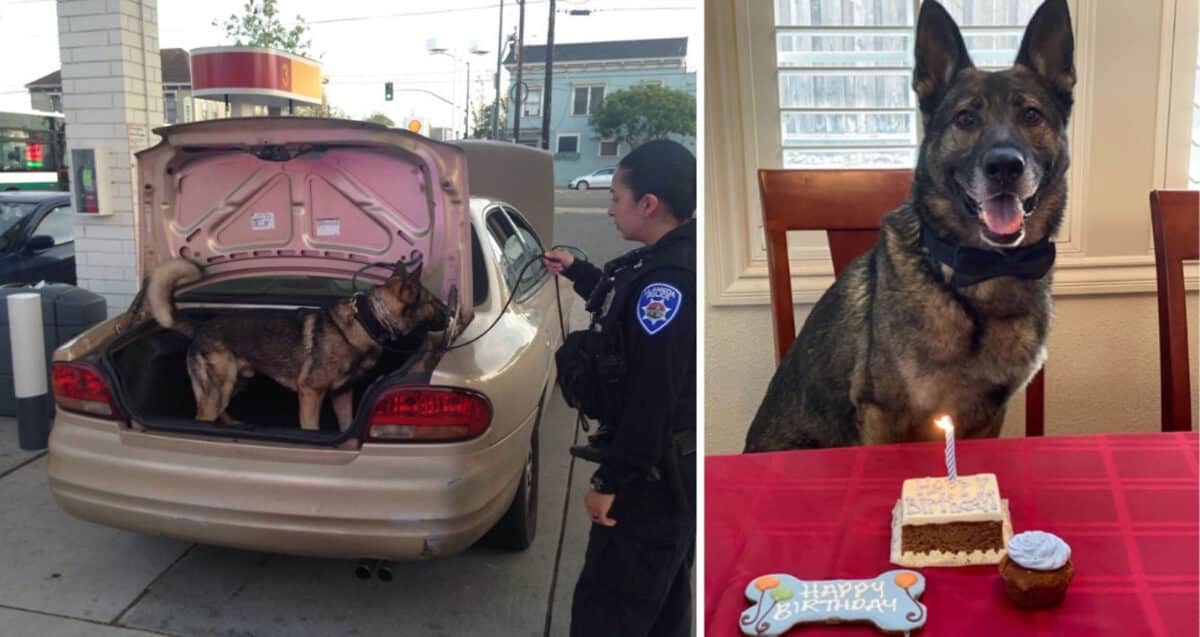 Alameda Post - K9 argo in the back of a car sniffing a trunk, and Argo sitting at a table with a Happy Birthday cake