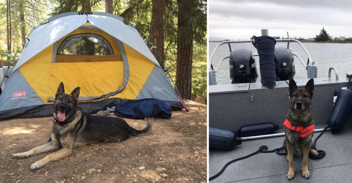 Alameda Post - K9 Argo the German Shepherd next to a tent in the woods and on a boat in the water 