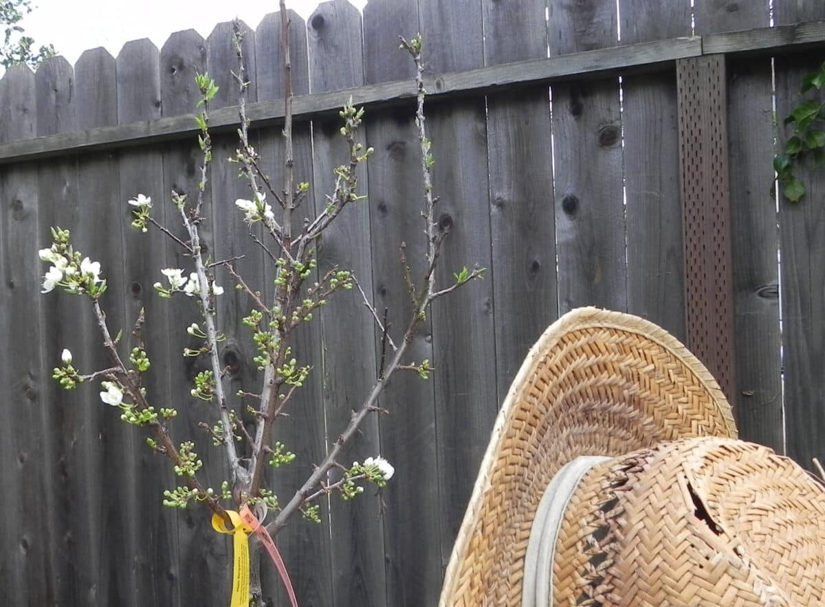 Alameda Post - a tree with small buds