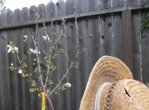 Alameda Post - a tree with small buds
