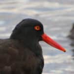 Alameda Post - a black oystercatcher bird in the water