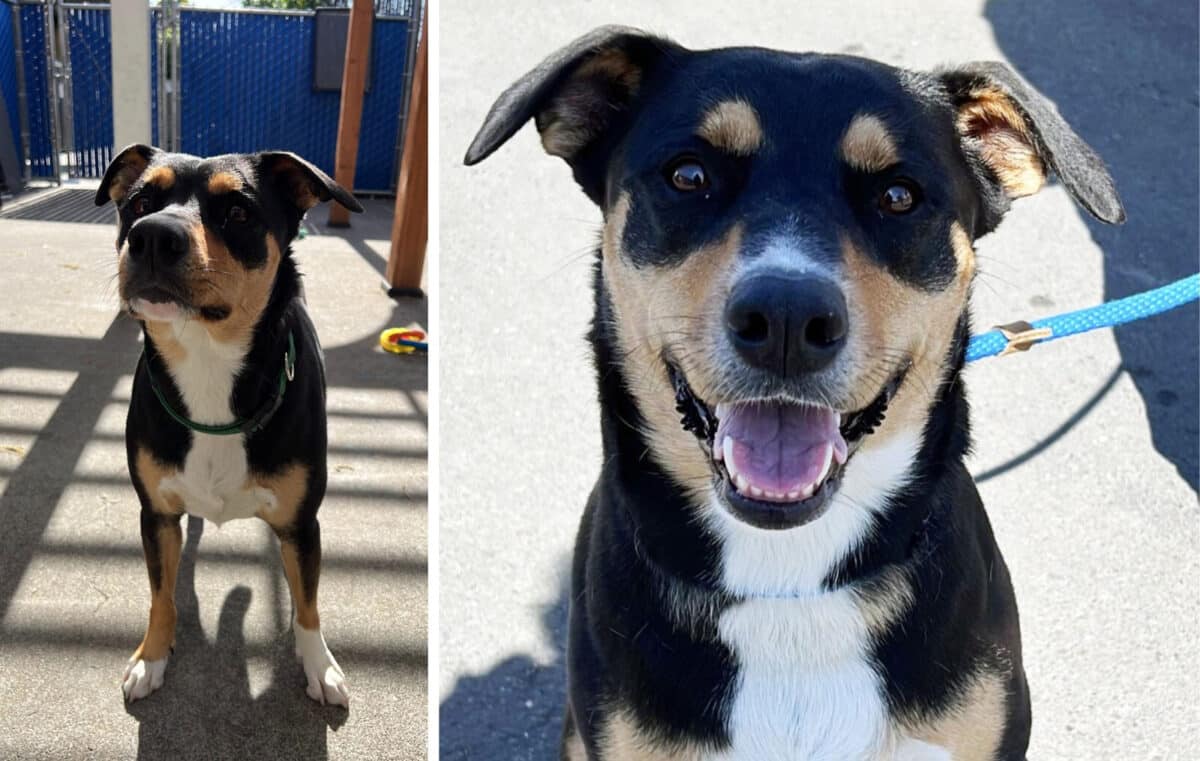 Alameda Post - Maya the adoptable black, white, and tan dog