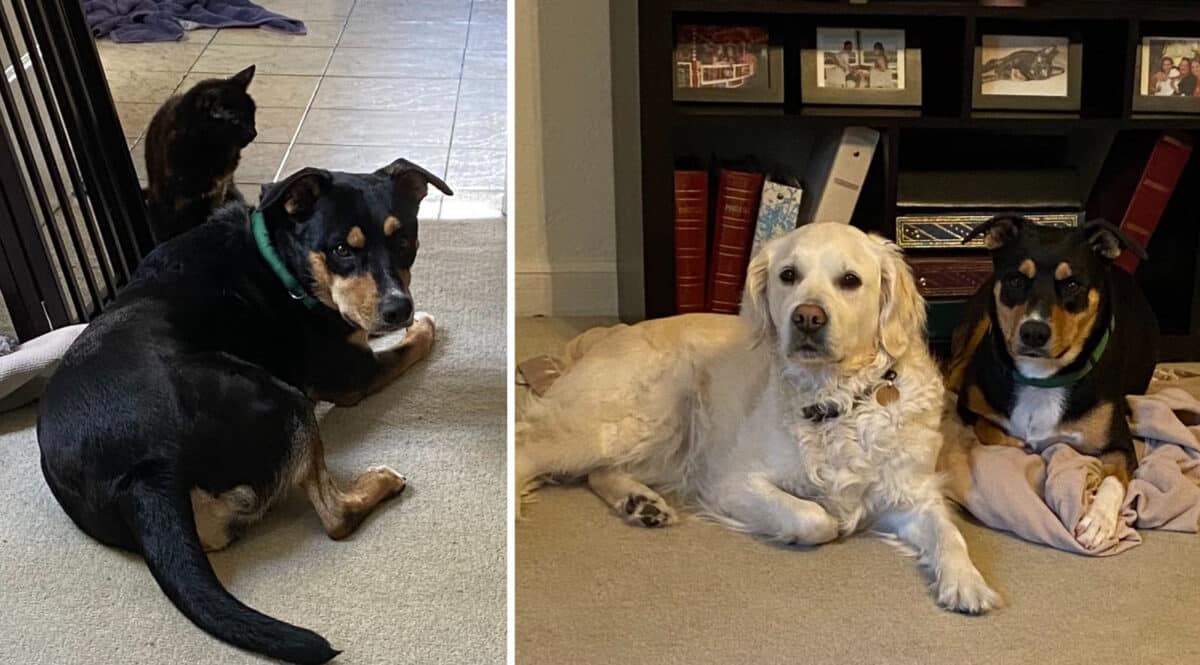 Alameda Post - photos of Maya the adoptable dog and her foster family's cat and dog