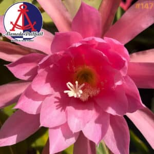 Alameda PostCast Episode 147 for March 28, 2025.