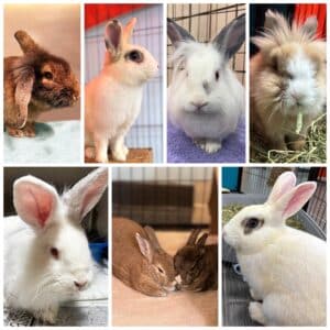 Alameda post - a collage of adoptable bunnies