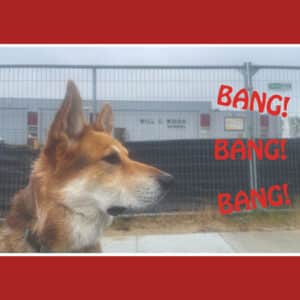 Alameda Post - a German Shepard mix, Mouf, looks out of frame towards text that says "Bang! Bang! Bang!"