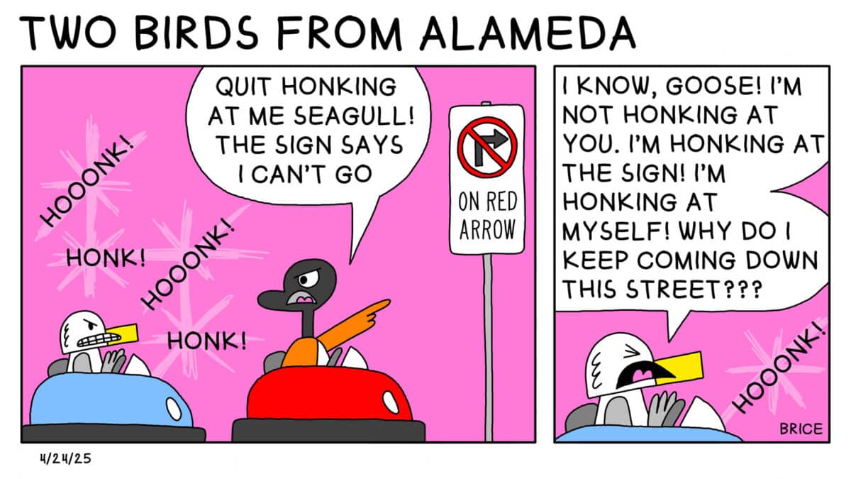 Two Birds from Alameda for April 24, 2025. First panel: Seagull and Goose are driving bumper cars against a pink background. Off to the right is a sign indicating no right turn allowed on red arrow. Seagull honks the horn repeatedly, and Goose responds "Quit honking at me, Seagull. The sign says I can't go." Second panel: Closeup of Seagull honking again and saying, "I know, Goose! I'm not honking at you. I'm honking at the sign! I'm honking at myself! Why do I keep coming down this street???" 
