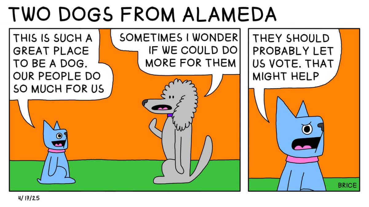 Alameda Post - Two Birds from Alameda for April 17, 2025. The headline says "Two Dogs from Alameda." First panel: A short flat-faced dog talks to a poodle saying, "This is such a great place to be a dog. Our people do so much for us!" The poodle replies, Sometimes, I wonder if we could do more for them." Second panel: The flat-nosed dog replies, "They should probably let us vote. That might help."