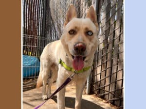 Alameda Post - Bernie, a husky mix with one blue and one brown eye
