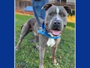 Alameda Post - West the adoptable grey dog