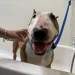 Alameda Post - Teddy the bull terrier