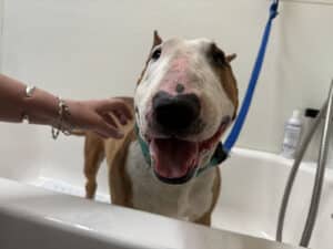 Alameda Post - Teddy the bull terrier