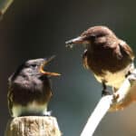 Alameda Post - an adult black phoebe feeds a fledgling