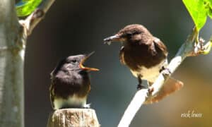 Alameda Post - an adult black phoebe feeds a fledgling