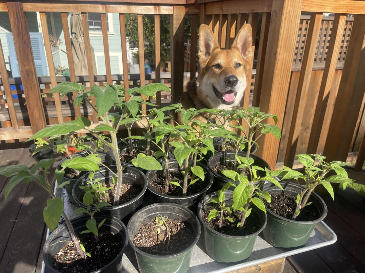 Alameda post - Mouf the roving reporter sits in front of some tomato plants