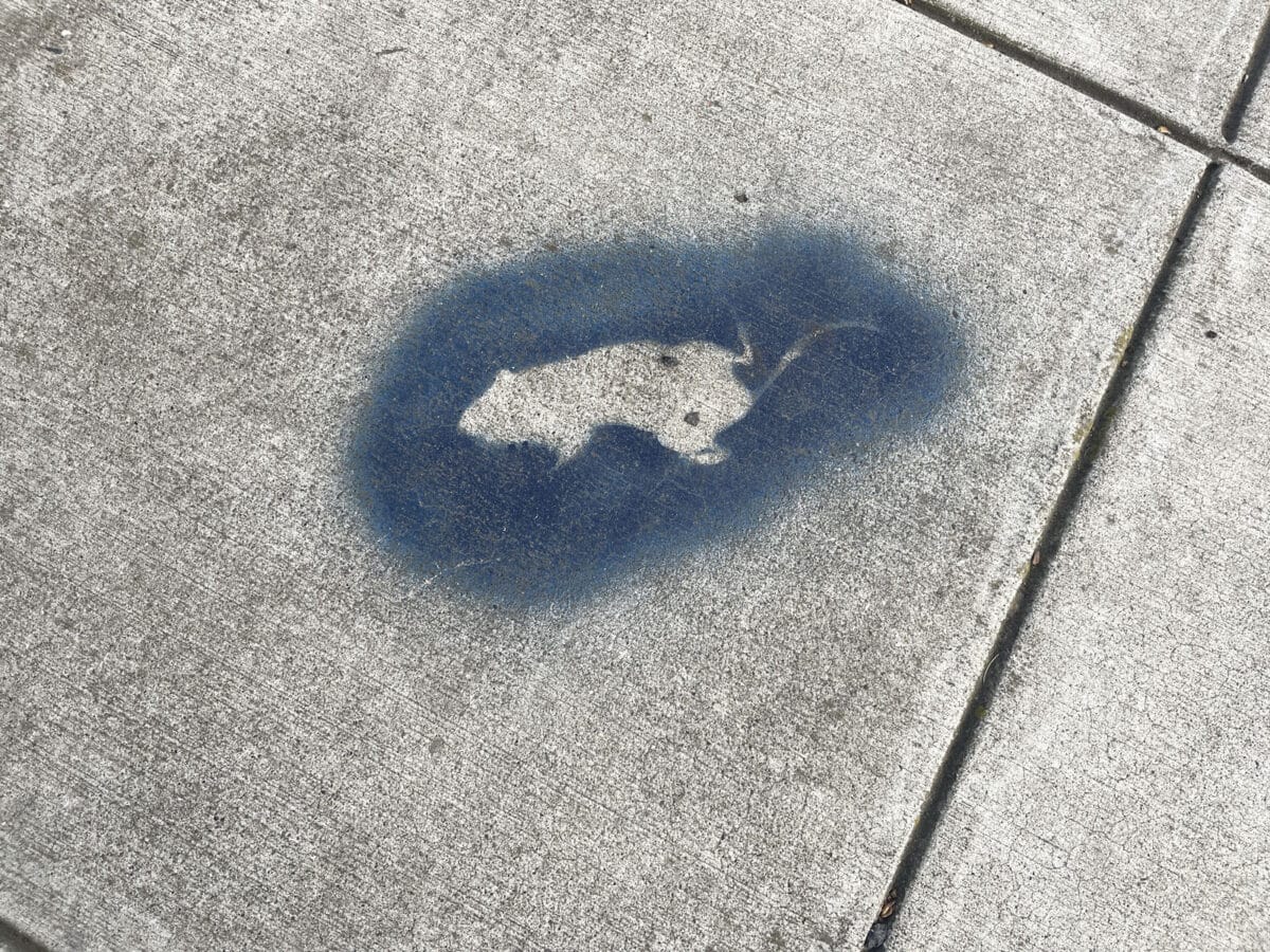 Alameda Post - the spray painted outline of a rat stencil