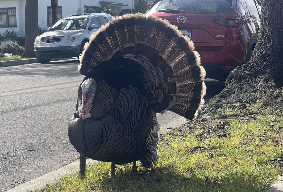 Alameda post - a Tom turkey in full display