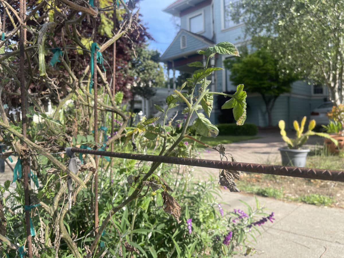 Alameda Post - a tomato plant in front of a home