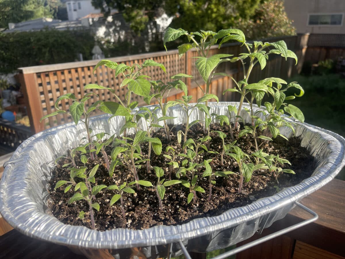 Alameda Post - a large baking tray of seedling tomatoes 