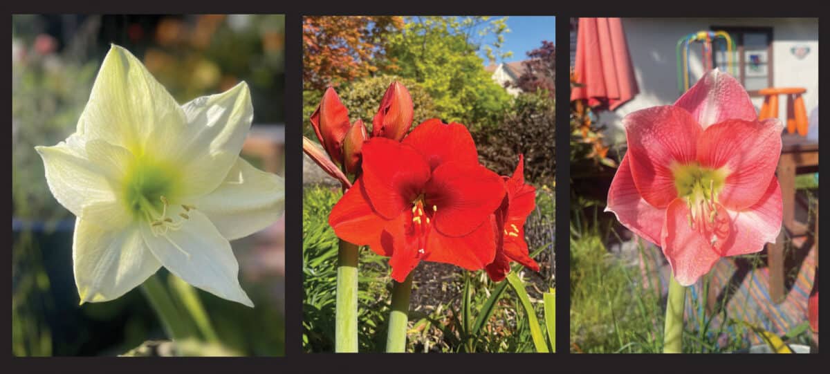 Alameda Post - a collage of flowers