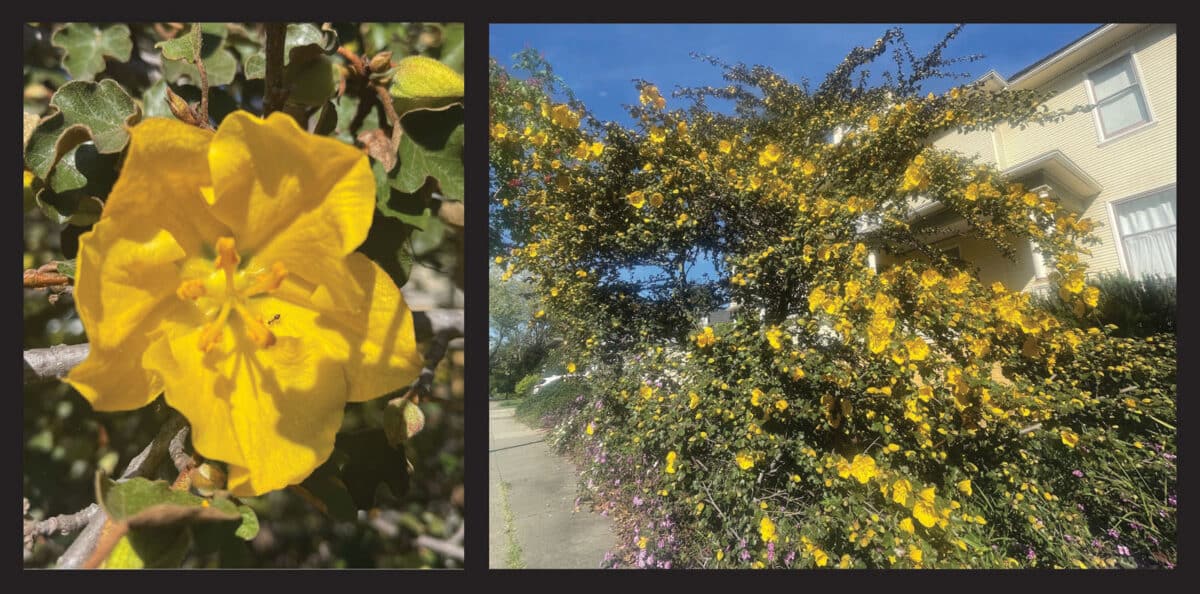 Alameda Post - a collage of flowers