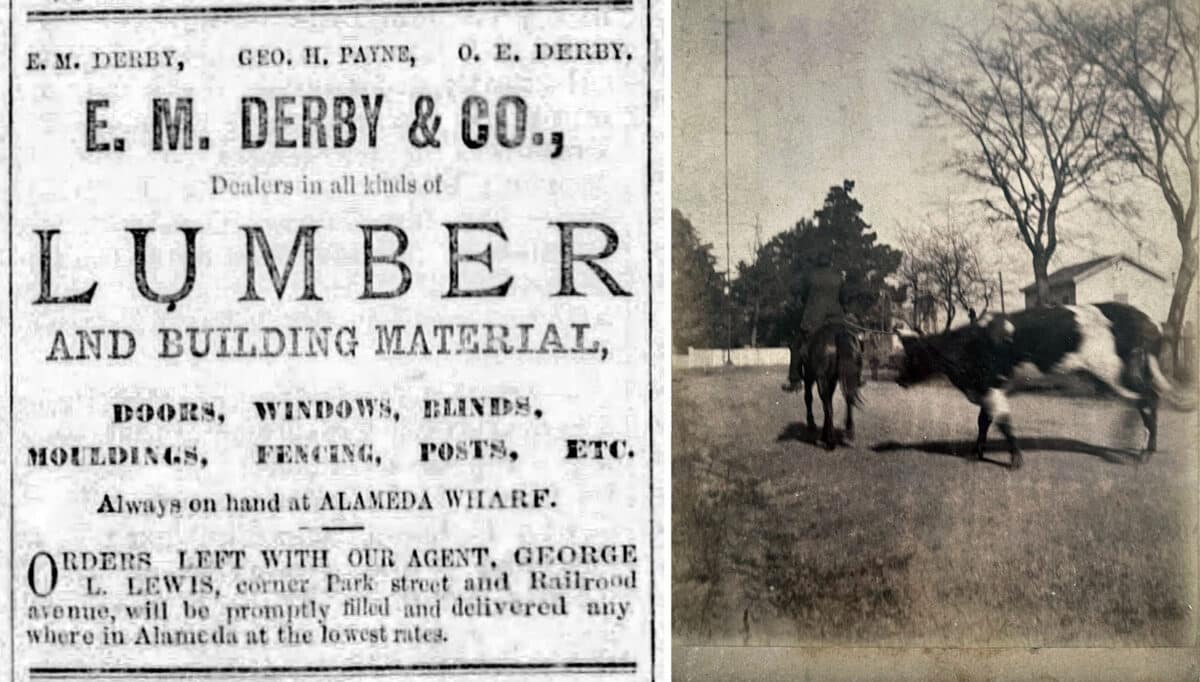 Alameda Post: a newspaper ad for a Lumber company, and an old photo of a man sitting atop a horse, leading a cow that's tied on a rope