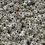 Alameda Post - a close up view of a wall of barnacles