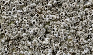 Alameda Post - a close up view of a wall of barnacles
