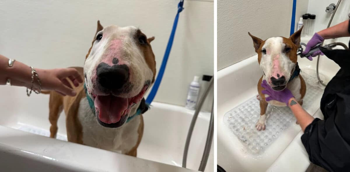Alameda Post - Teddy the bull terrier