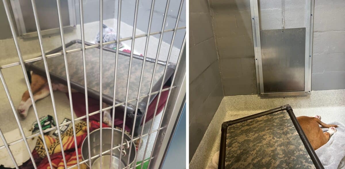 Alameda Post - inside of a large kennel, a dog sleeps underneath a dog bed, with only his legs visible