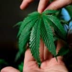 Alameda Post - a cannabis leaf