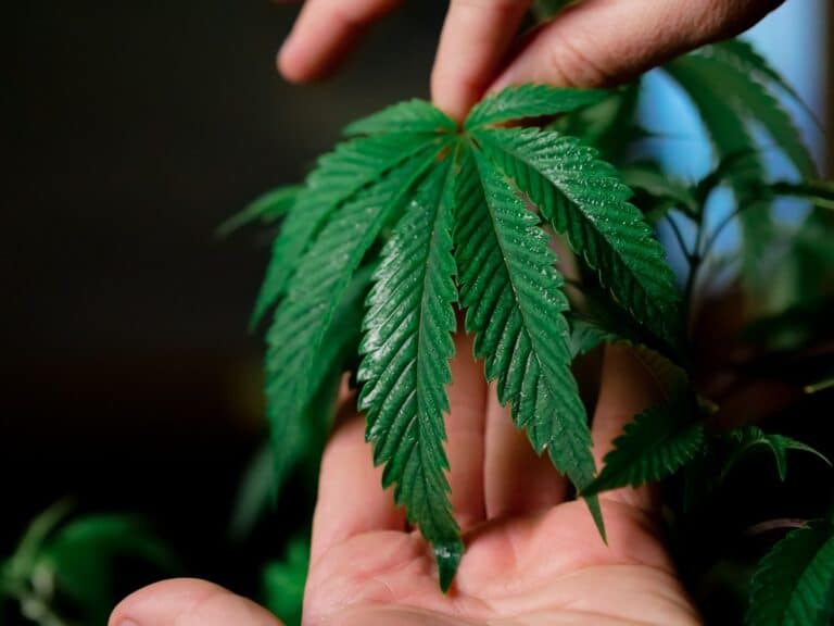 Alameda Post - a cannabis leaf