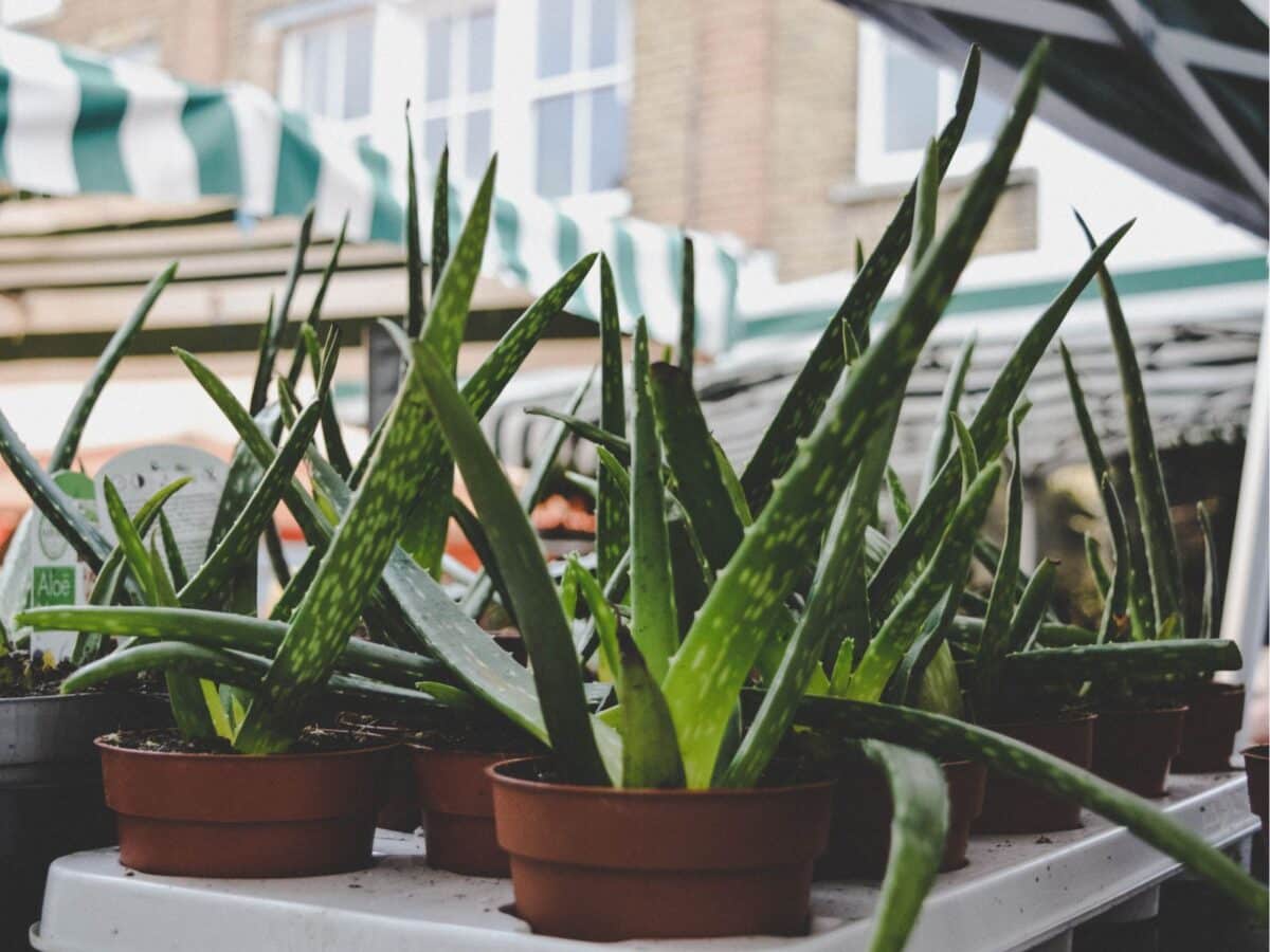Alameda Post - Aloe vera plants in pots for sale