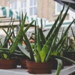 Alameda Post - Aloe vera plants in pots for sale