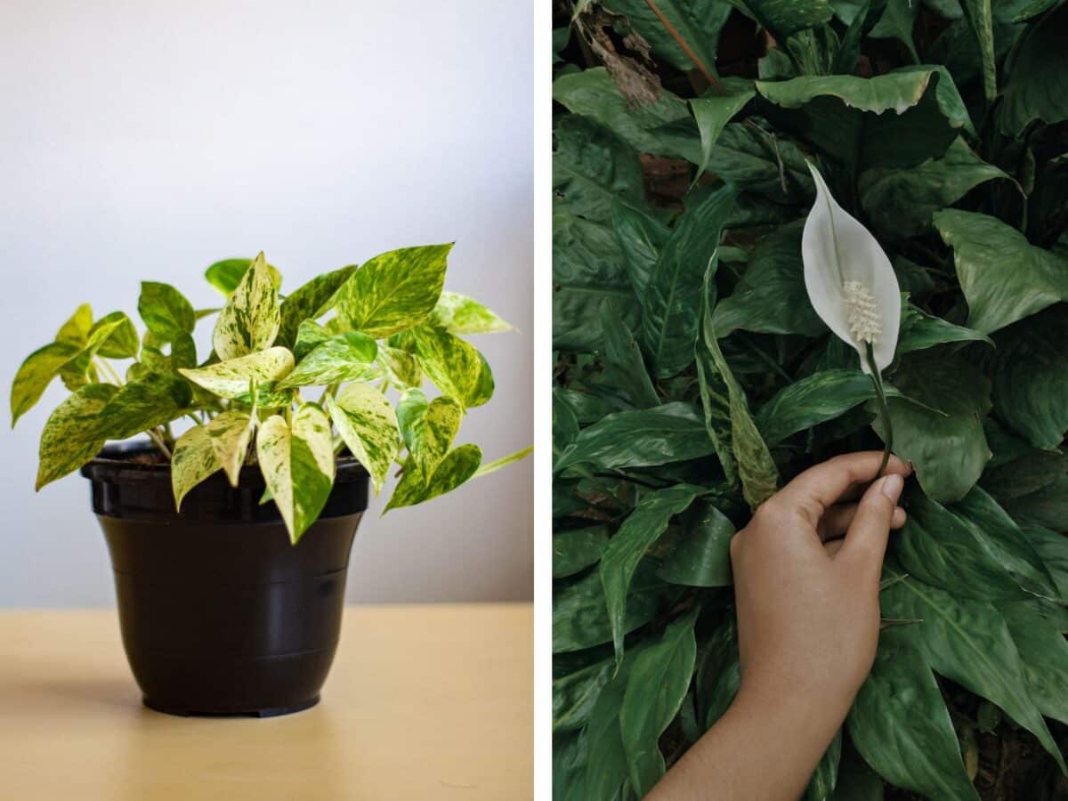 Alameda Post - a pothos and peace lily plant