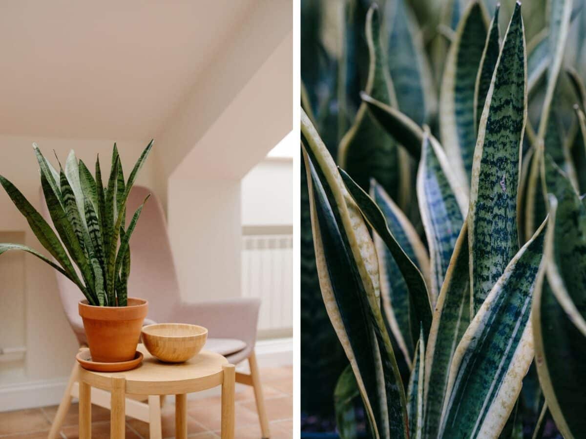 Alameda Post - snake plants