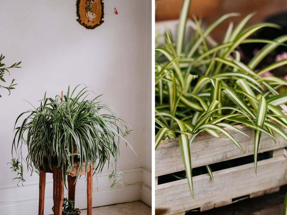 Alameda Post - spider plants as decoration inside a house