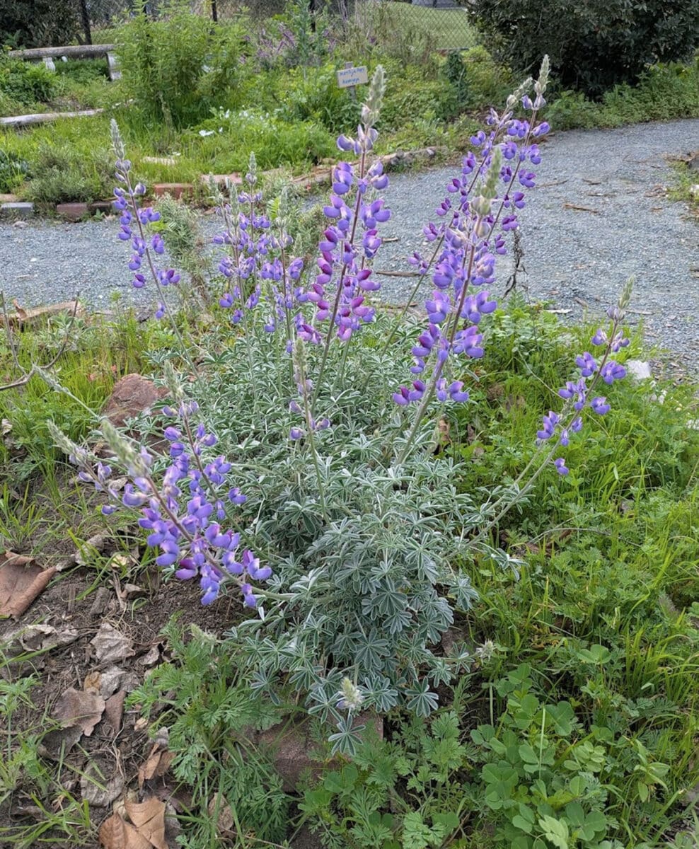Alameda Post - a green and purple plant