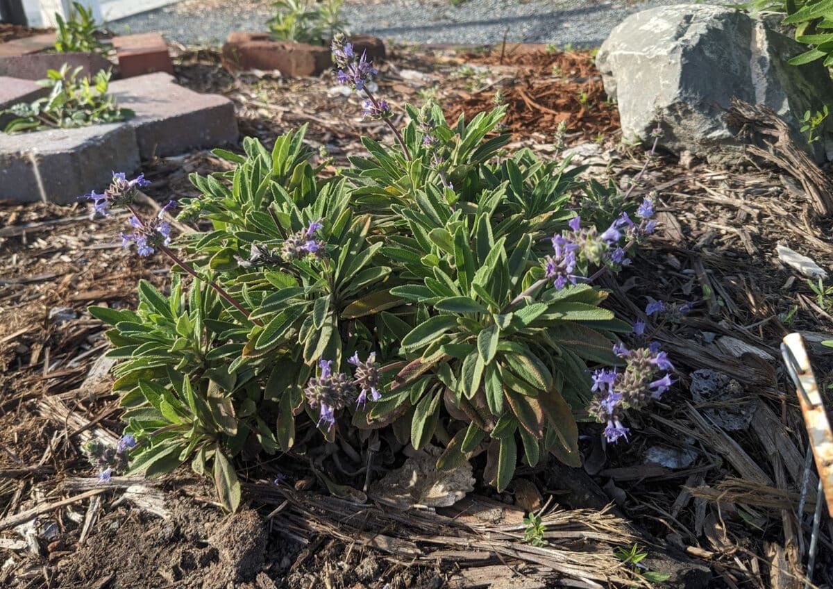 Alameda Post - a sage plant with purple flowers
