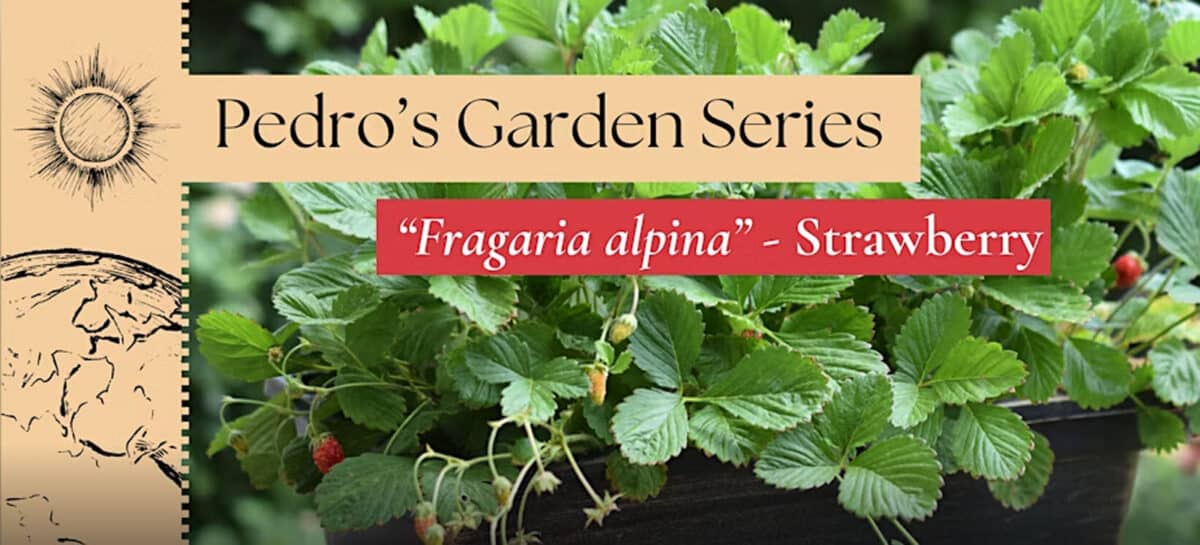 Alameda Post - a poster for Pedro's Garden Series Alpine Strawberries