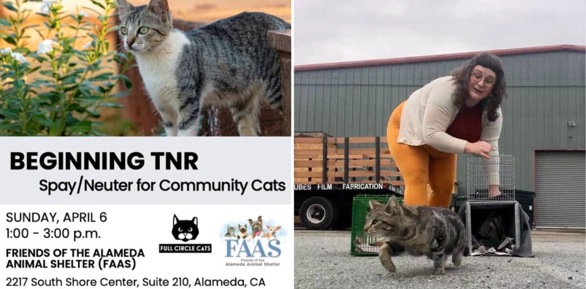 Alameda Post - a poster for the trap neuter return workshop by Full Circle Cats
