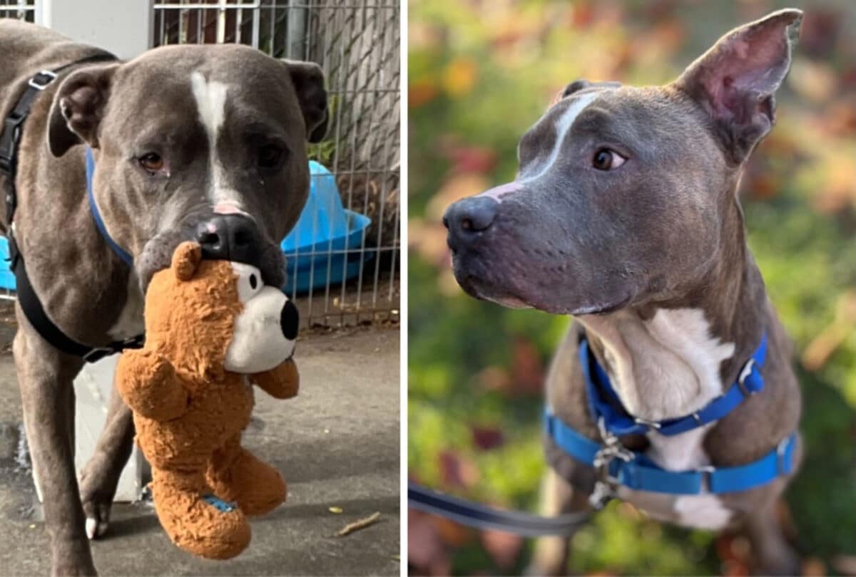 Alameda Post - West the adoptable grey dog holds a toy