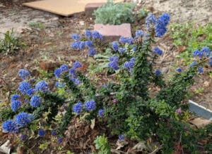 Alameda Post - a blue and green plant,