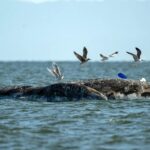 Alameda Post - Seagulls fight for position over a dead whale found on Alameda's Crown Beach, Sunday April 20, 2025. A kayaker is visible behind the whale. Photo Stephanie Penn.