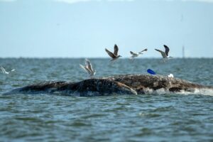 Alameda Post - Seagulls fight for position over a dead whale found on Alameda's Crown Beach, Sunday April 20, 2025. A kayaker is visible behind the whale. Photo Stephanie Penn.